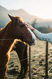 人手轻抚马首，暖阳下传递无声温情