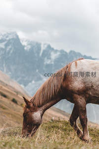 雪山脚下斑点马低头觅食
