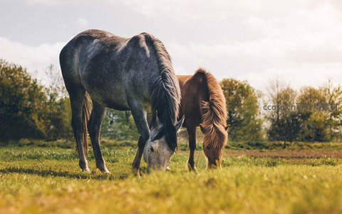 双马并肩于田野共享青草