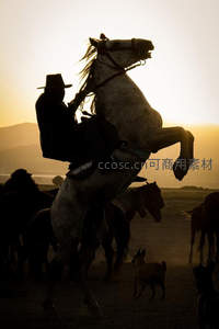 夕阳剪影中骑手驯服烈马