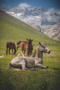 高山草甸上马群悠然休憩