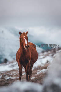 棕红骏马迎面而来，雪原上的优雅身影
