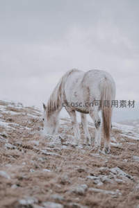 白马低头觅食，雪后荒原的宁静时刻