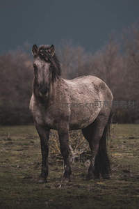 灰鬃野马立于荒野，深沉目光直视前方