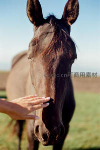手轻抚马鼻的温暖瞬间