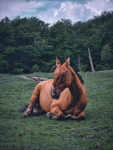 棕马卧草甸，森林为幕云作伴