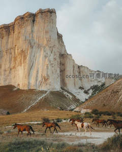 白色峭壁下的奔马群
