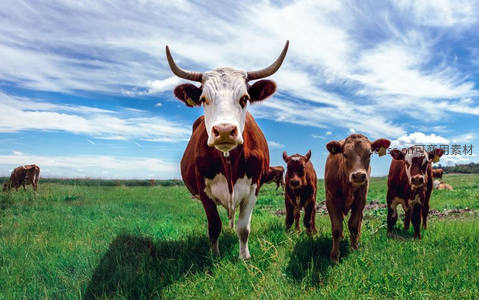 蓝天白云下草原牛群迎面走来的壮观景象