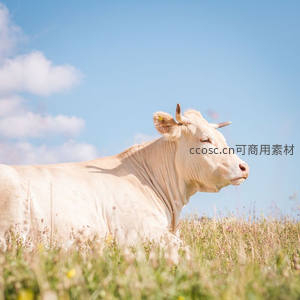 白色公牛侧身静卧于蓝天下的花丛中