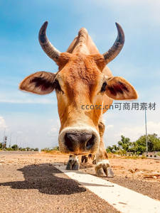 棕色大牛俯视镜头站在公路中央