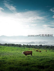 晨雾山峦间绿野牧牛悠然自得