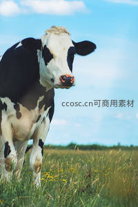 草原上的黑白花奶牛凝视镜头