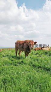 绿野中棕色牛群悠闲吃草