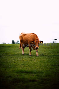 孤独的棕色母牛在广阔草原上漫步