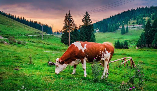 夕阳下的牧场，奶牛悠然吃草