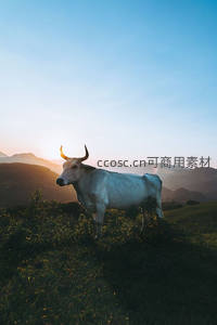 晨曦中的白牛剪影，远山如画