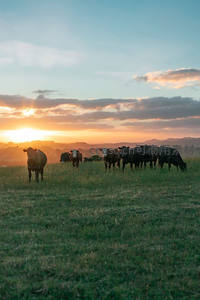 落日余晖，牛群漫步草原尽头