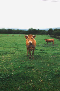 绿野仙踪，棕色公牛直面镜头