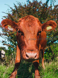 红牛特写镜头直视镜头