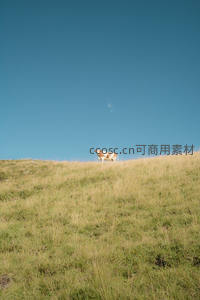 蓝天之下孤牛伫立山脊