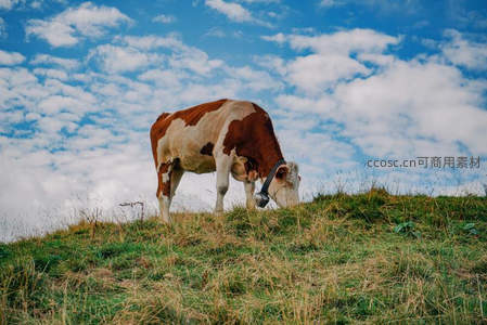 斑点奶牛低头啃食青草
