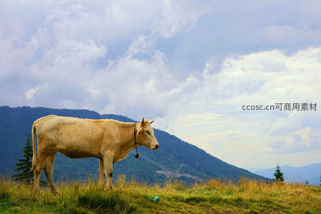山巅黄牛静立，云海苍茫作背景