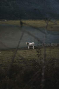 雾霭湖畔孤牛，枯枝前景添意境
