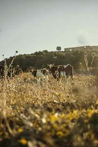 夕阳下奶牛漫步，荒野野花映金辉