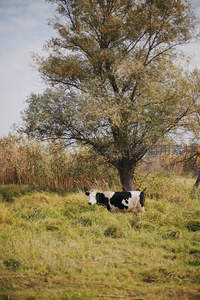 黑白花牛在秋日树荫下休憩