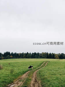 旷野小径旁黑白奶牛悠然吃草