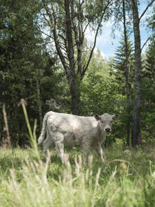 林间草地上的白色小牛