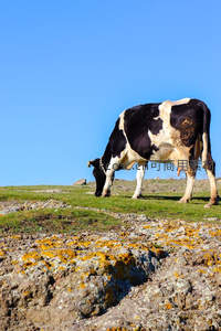 黑白花奶牛在岩石草坡上悠闲觅食