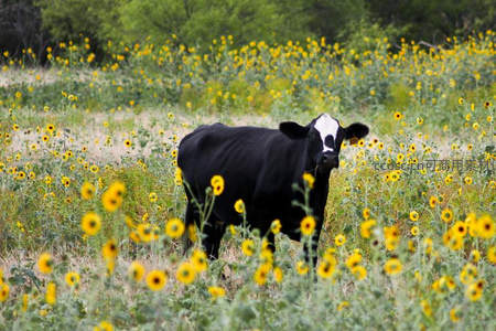 黑牛伫立向日葵花海中回望镜头
