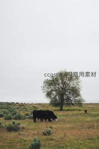 孤树下的黑牛群，旷野苍茫尽显寂寥