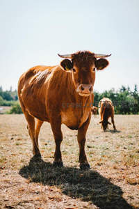 棕牛昂首迎骄阳，田野间尽显威武之姿