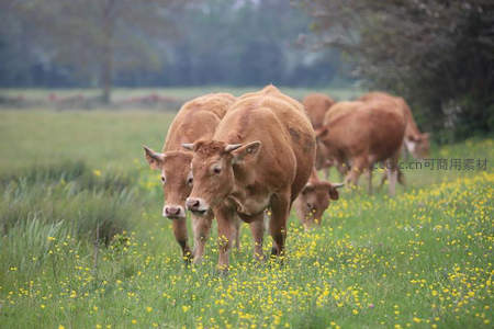 春日牧场牛群漫步花海