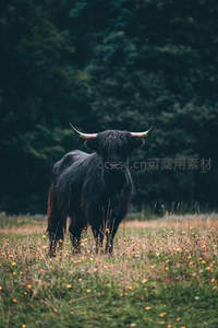 高地牛凝视镜头显威严