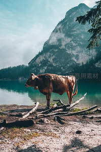 湖畔孤牛静赏山水画卷