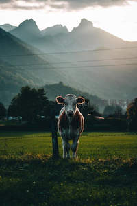 山间牧场牛儿凝望晨曦薄雾