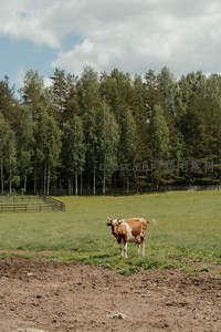 林边草地上棕白牛悠然独立