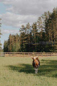 草原上的棕色牛正对着镜头