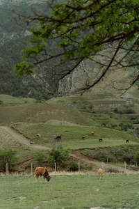 枝叶间隙俯瞰山谷牧场牛群散养