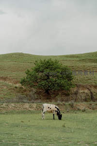 孤树下的斑点奶牛独享青翠草原