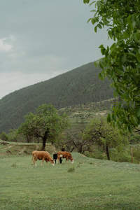 山麓牧场牛群悠然吃草