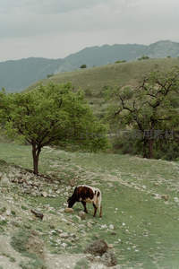 孤牛山坡觅食石间草