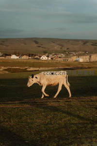 白牛独行草原向村庄
