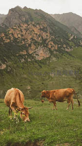 高山牧场：黄牛悠然啃食青草的静谧画面
