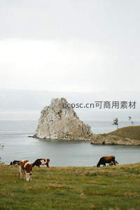 湖畔牧牛：巨岩孤岛旁的田园诗意画卷