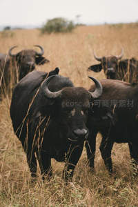 非洲水牛凝视镜头：荒野中王者般的威严姿态
