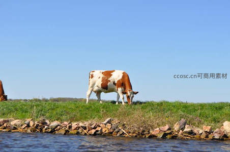 河边草地上棕白花牛低头吃草
